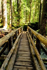 Fototapeta premium tree trail