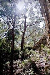 tree in forest