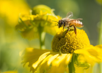 Honey Bee (Apis mellifera) about to take flight from a yellow Helenium flower