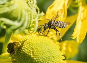 A native Cuckoo Bee (Epeoplini) on a yellow Sneezeweed (Helenium) flower
