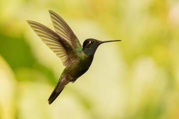 Colibrí