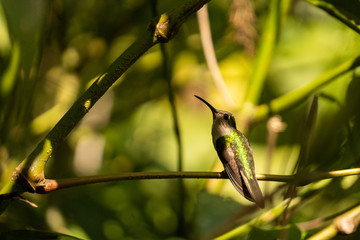 Colibrí relajado © Alejandro