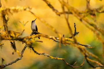 Colibrí relajado