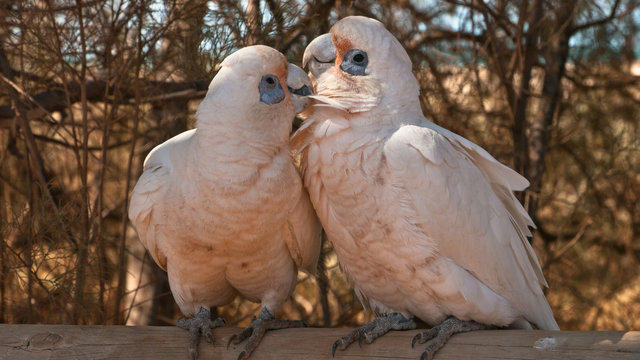 two little corellas close together 