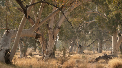 eucalyptus trees in dry river bed