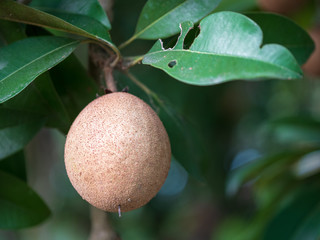 Sapodilla Fresh from the beginning