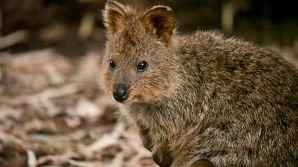Naklejka premium wallaby looking for food 