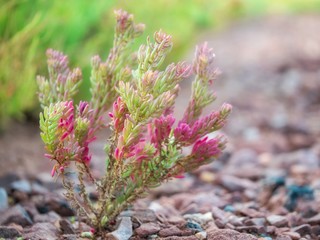 Suaeda maritima is a species of flowering plant in the amaranth family. herbaceous seepweed and annual seablite