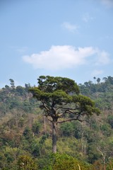 Fototapeta na wymiar big tree on mountain and sky background