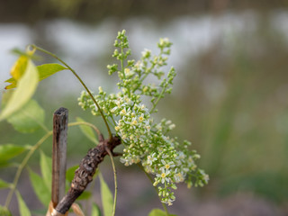 Flowers and leaves azadirachta indica