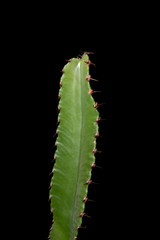 Cactus avec fond noir