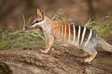 numbat, an emblem of western australia