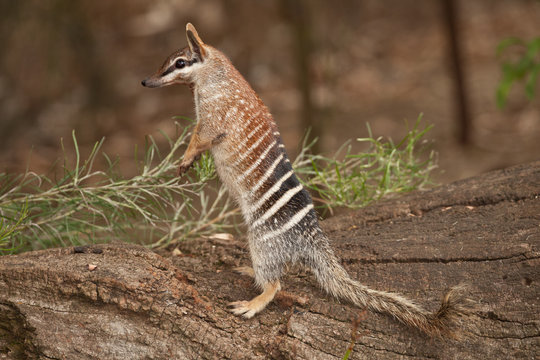 numbat, an emblem of western australia