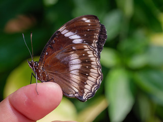 Beautiful butterfly standing on a finger