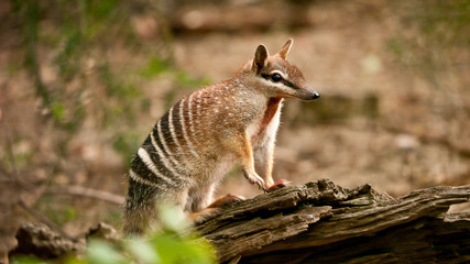 numbat, an emblem of western australia