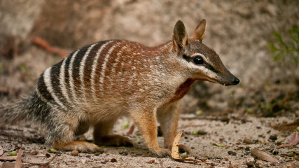 numbat, an emblem of western australia