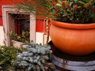 Fototapeta na wymiar Close up of green and red plants in pots with some snow covering pine tree branches