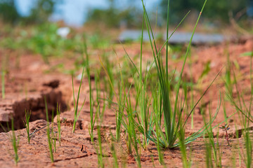Small green grass trees are moisturized on the arid soil.