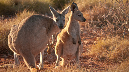 mother kangaroo with baby 