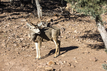 Mule deer buck in the trees on a mountain.  Antlers glisten in the sun.  Eyes, ears, and nose always alert to danger. 