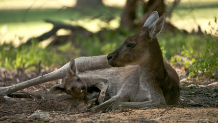 mother kangaroo with baby 