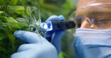 Portrait of scientist with mask, glasses and gloves checking hemp plants in a greenhouse. Concept...