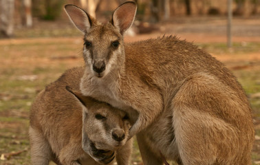 Naklejka na ściany i meble mother kangaroo with baby 