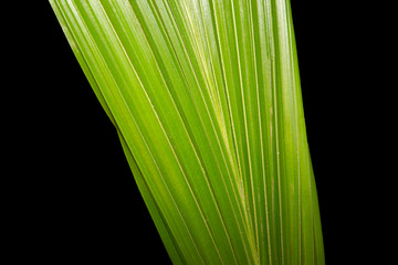 Feuille de plante d'intérieur