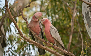 a pair of galahs on branch in tree
