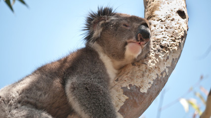 Koala bear resting in eucalyptus tree