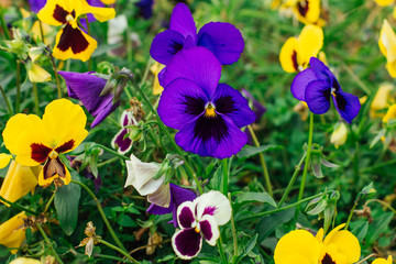 Colorful pansies in a garden. Yellow and violet flowers during spring.