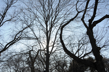 A tangle of bare, leafless branches from trees hibernating in winter set against the blue sky.
