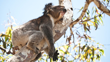 Koala bear resting in eucalyptus tree