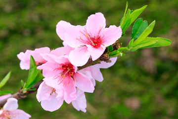 peach blossom in the greenhouses