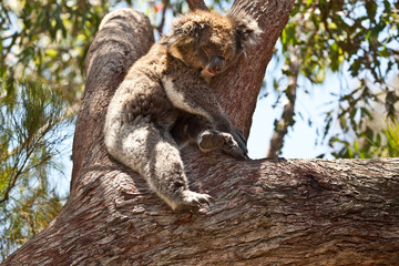 Koala bear resting in eucalyptus tree