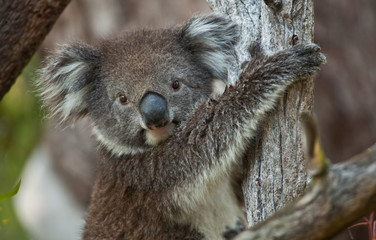Koala bear in eucalyptus tree, portrait 