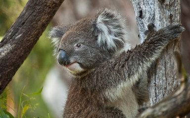 Koala bear in eucalyptus tree, portrait 