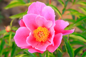 Peony flowers in a park