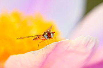 hoverfly on stamen