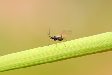 Black aphids on plants
