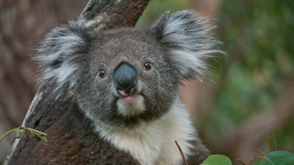 Koala bear in eucalyptus tree, portrait 