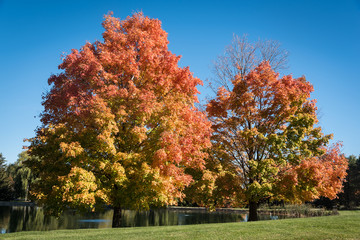 Trees with Autumn Color