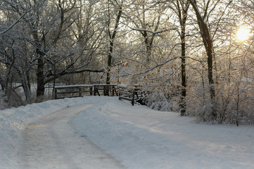 Winter Morning