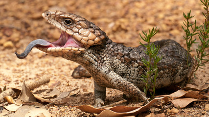 blue-tongued skink threatening 