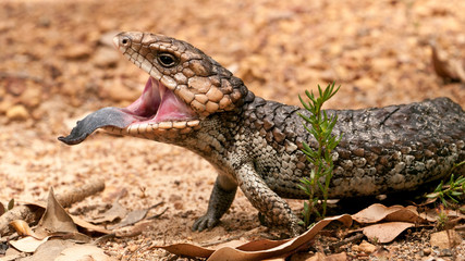 blue-tongued skink threatening