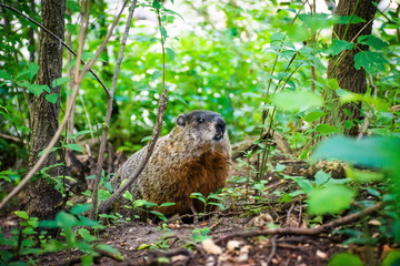 Beaver staying in the green grass and bushes and looking ahead