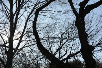 A tangle of bare, leafless branches from trees hibernating in winter set against the blue sky.