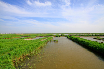 Wetland park natural scenery