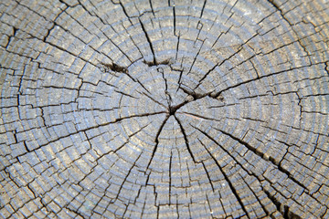 Fototapeta premium Wooden cross section