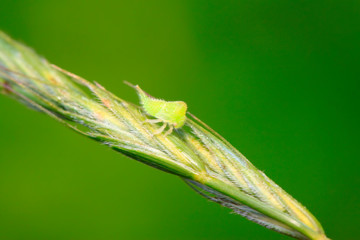 green leafhopper